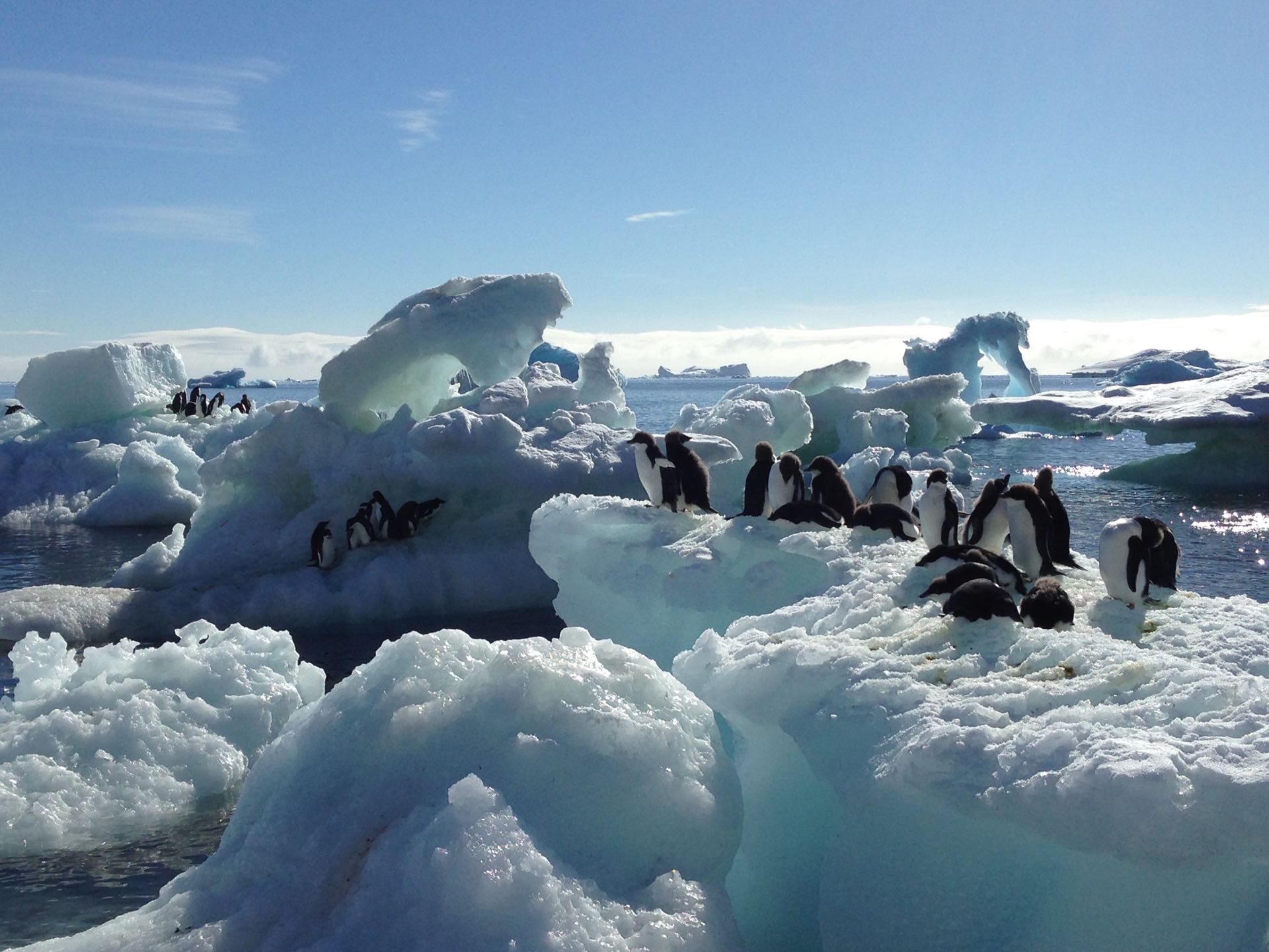 Landscape antarctica brown bluff penguins