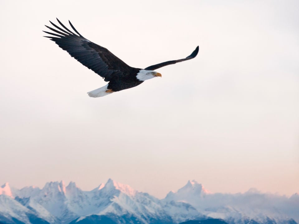 Home 3 Txi Events Featured Img Alaska Bald Eagle Flying